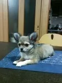 チワワ(ロング)【静岡県・男の子・2016年1月18日・フォーン、成犬時赤身がかったレッドになります】の写真1「3,27撮影､生後68日です」