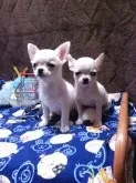 チワワ(スムース)【静岡県・女の子・2016年9月7日・ホワイト&クリーム】の写真4「極小兄弟と!」