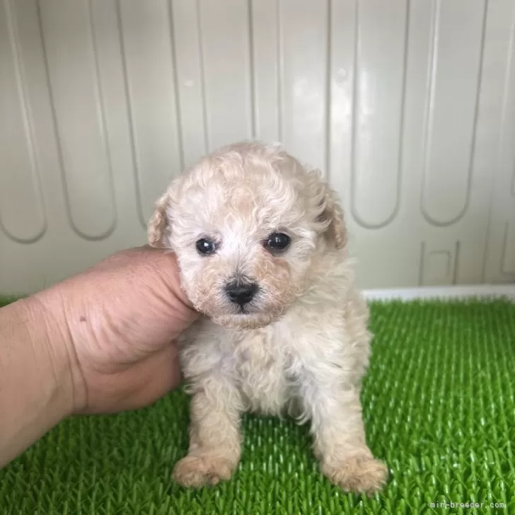 A.K 様のお迎えした子犬