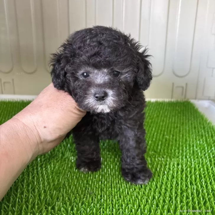 M.H 様のお迎えした子犬