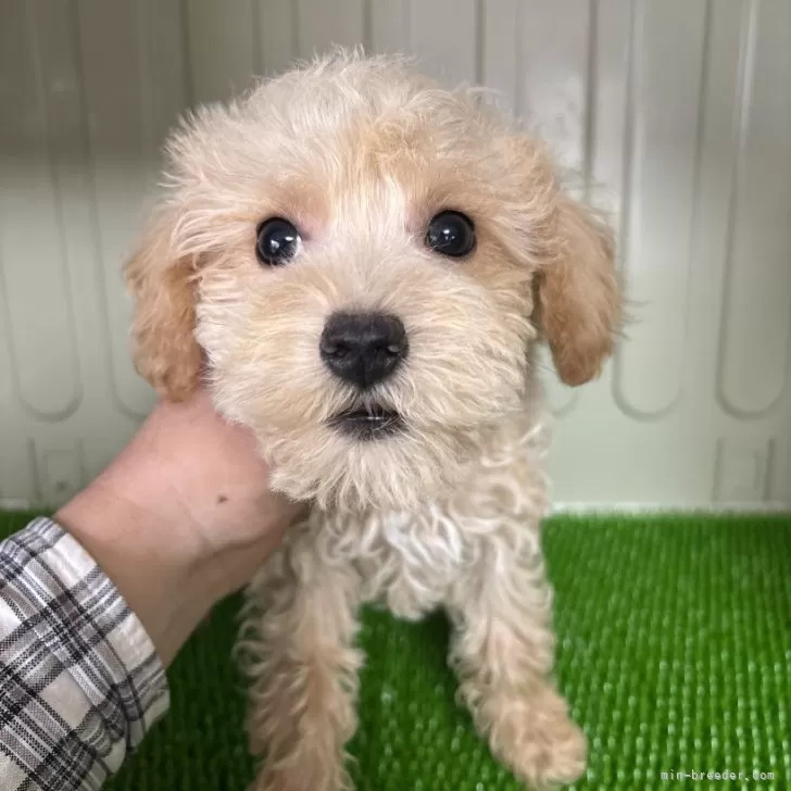 T.Ｉ 様のお迎えした子犬