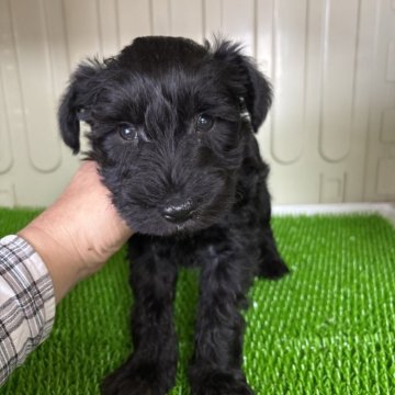 ミニチュアシュナウザー【愛知県・男の子・2025年10月20日・ブラック】の写真「とても素晴らしいナチュラルテールのイケメンです。」