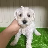 ミニチュアシュナウザー【愛知県・女の子・2025年4月18日・ホワイト】の写真1