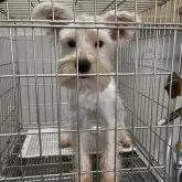 ミニチュアシュナウザー【愛知県・男の子・2025年4月18日・ホワイト】の写真2