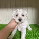 ミニチュアシュナウザー【愛知県・女の子・2025年4月18日・ホワイト】の写真3