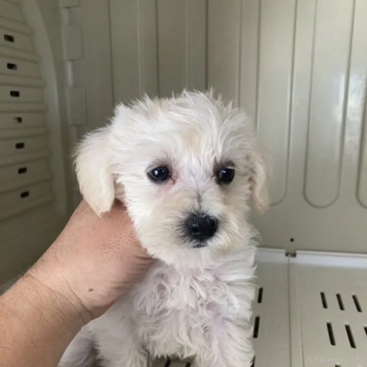 ID:2311-04996の子犬