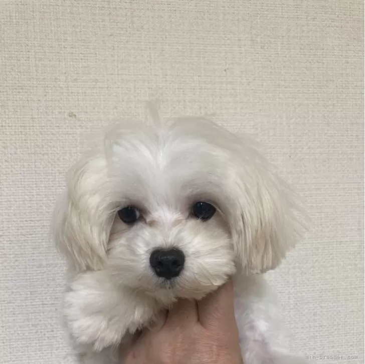 ID：2308-01796の子犬