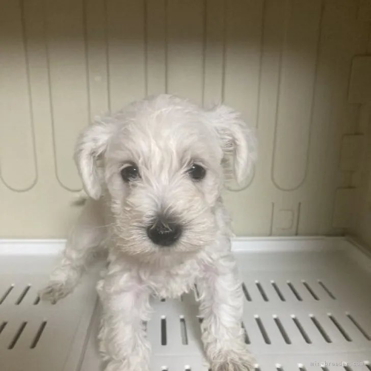 ID:2308-01264の子犬