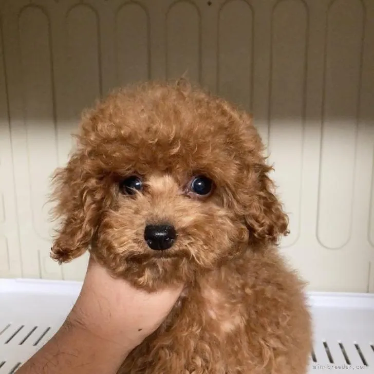 ID:2210-01938の子犬