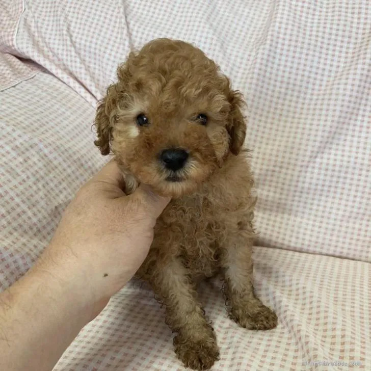 ID:2205-03771の子犬
