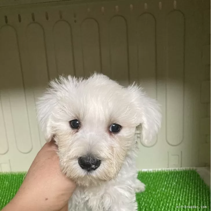 ID：2403-03691の子犬