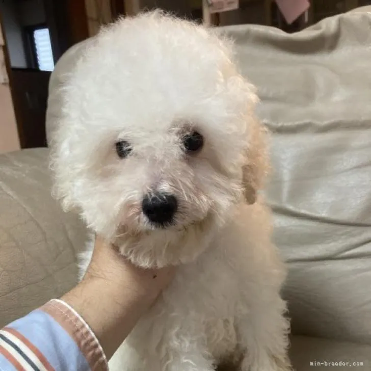 ID:2208-00962の子犬