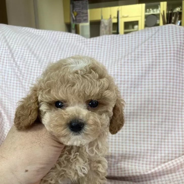 ID：2407-04149の子犬