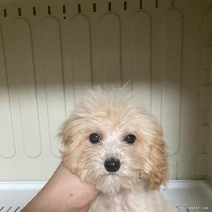 ID:2406-05668の子犬