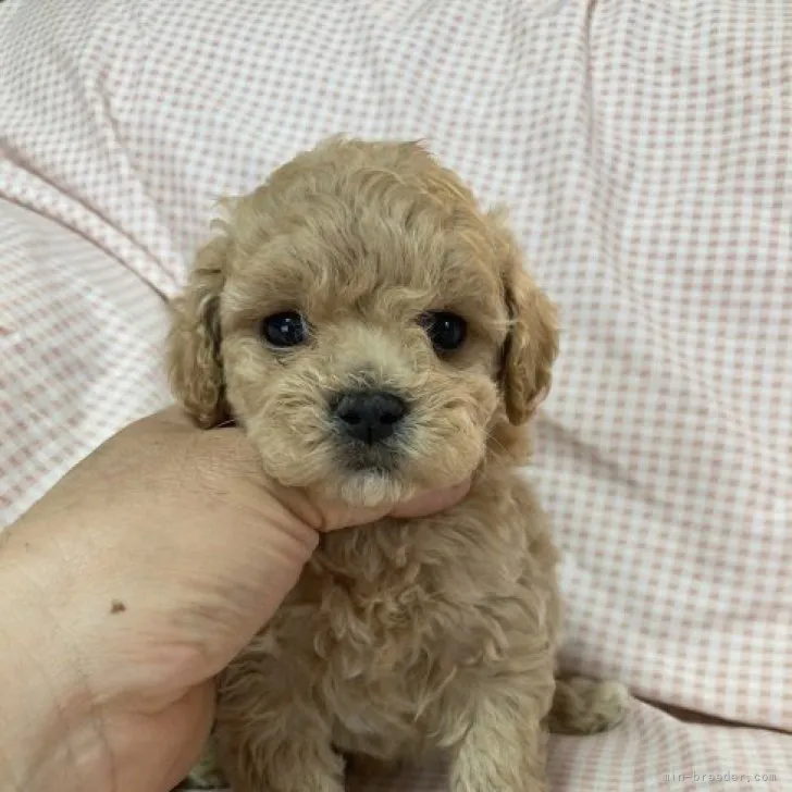 ID:2304-05584の子犬