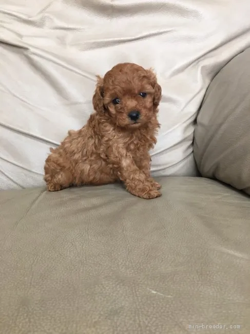 ID：2003-00054の子犬