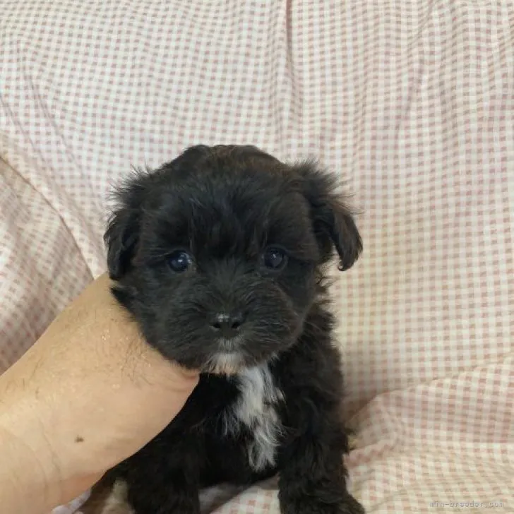 ID：2305-01963の子犬