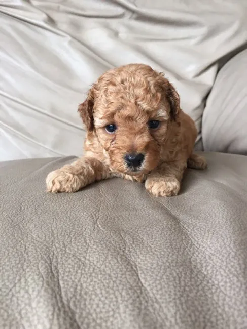 ID:1607-00673の子犬