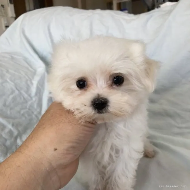ID:2309-03855の子犬