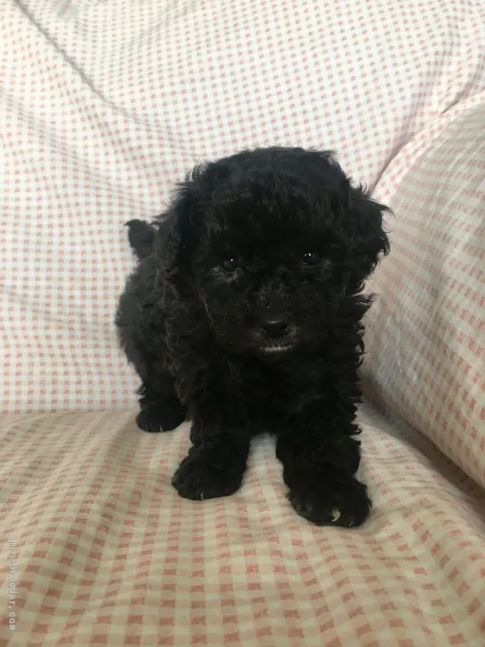 ID：2011-03277の子犬