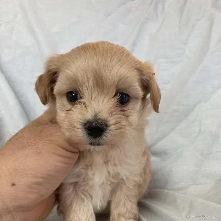 ID：2211-02731の子犬