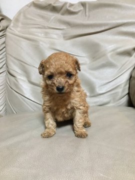 トイプードル(タイニー)【愛知県・女の子・2019年11月3日・アプリコット】の写真「とても可愛いコロコロの女の子です。」