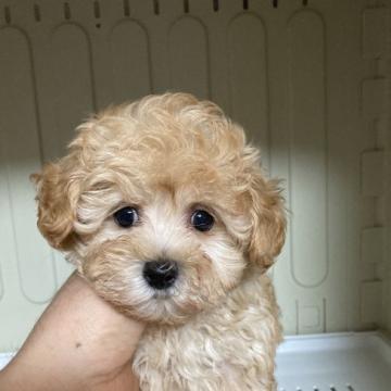 マルプー【愛知県・男の子・2022年10月12日・アプリコット】の写真「とてもイケメンのマルプーの男の子です。」