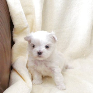 マルチーズ【埼玉県・男の子・2025年11月15日・白】の写真「可愛いお顔と美しいコート」