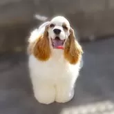 アメリカンコッカースパニエル