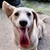 ミックス(コーギー×バセコギ)【神奈川県・男の子・2024年11月25日・フォーン&ホワイト】の写真11