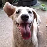 ミックス(コーギー×バセコギ)【神奈川県・男の子・2024年11月25日・フォーン&ホワイト】の写真12