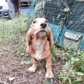 ミックス(コーギー×バセコギ)【神奈川県・男の子・2025年5月20日・レッド&ホワイト】の写真12