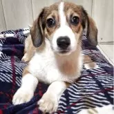 ミックス(コーギー×バセコギ)【神奈川県・男の子・2025年7月2日・レッド&ホワイト】の写真13