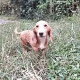 ミックス(コーギー×バセコギ)【神奈川県・男の子・2025年5月20日・レッド&ホワイト】の写真14