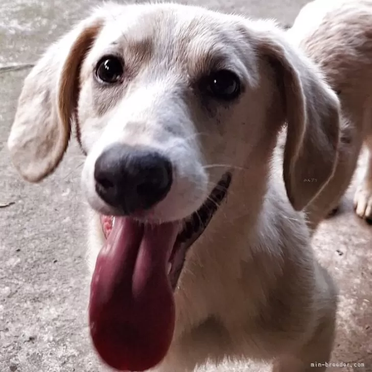 ミックス(コーギー×バセコギ)【神奈川県・男の子・2024年11月25日・フォーン&amp;ホワイト】の写真1