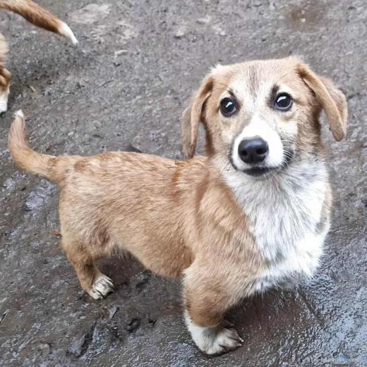 ミックス(コーギー×バセコギ)【神奈川県・男の子・2025年5月20日・レッド&amp;ホワイト】の写真1