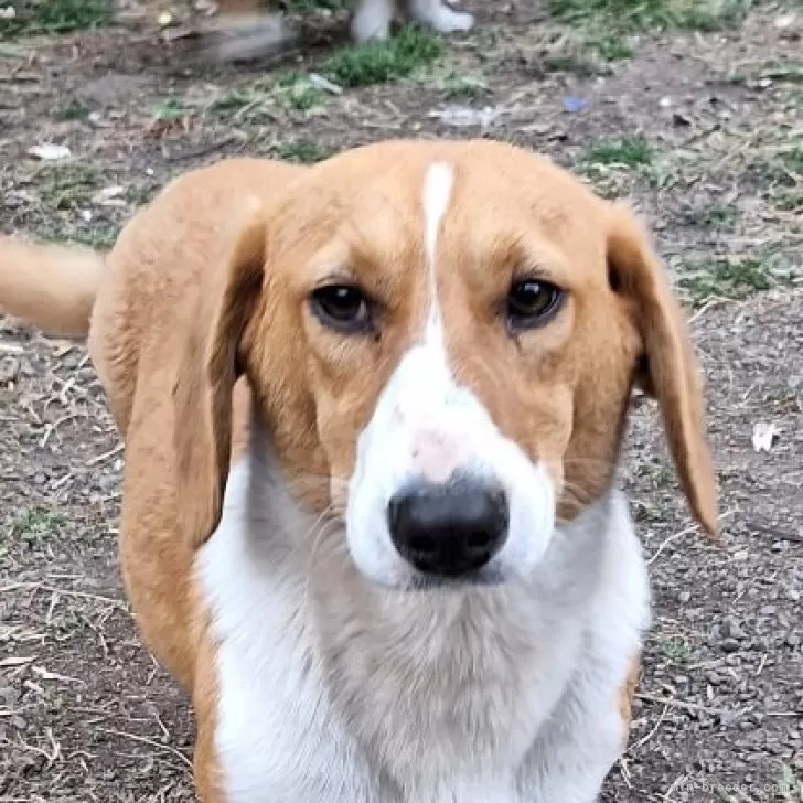 ID:2406-02336の子犬