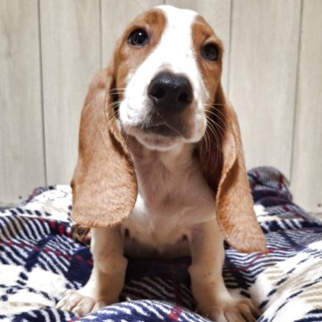 ミックス(バセットハウンド×バセコギ)【神奈川県・男の子・2025年8月9日・レモンカラー】の写真「穏やか～な性格、長～いお短足胴長バセコギちゃん🌼」