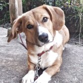 ミックス(コーギー×バセコギ)