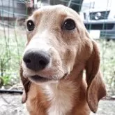 ミックス(コーギー×バセコギ)【神奈川県・男の子・2025年5月20日・レッド&ホワイト】の写真1