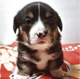 ミックス(コーギー×バセコギ)