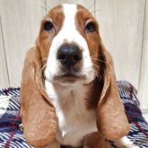 ミックス(バセットハウンド×バセコギ)