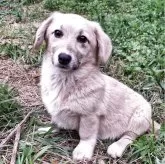 ミックス(コーギー×バセコギ)【神奈川県・女の子・2024年11月25日・フォーン&ホワイト】の写真2