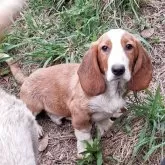 ミックス(バセットハウンド×バセコギ)【神奈川県・男の子・2025年1月17日・レモンカラー】の写真3