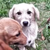 ミックス(コーギー×バセコギ)【神奈川県・女の子・2024年11月25日・フォーン&ホワイト】の写真4