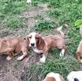 ミックス(バセットハウンド×バセコギ)【神奈川県・男の子・2025年1月17日・レモンカラー】の写真5