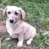 ミックス(コーギー×バセコギ)【神奈川県・女の子・2024年11月25日・フォーン&ホワイト】の写真5