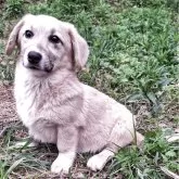 ミックス(コーギー×バセコギ)【神奈川県・女の子・2024年11月25日・フォーン&ホワイト】の写真6