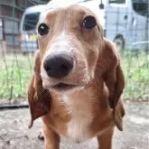 ミックス(コーギー×バセコギ)【神奈川県・男の子・2025年5月20日・レッド&ホワイト】の写真7