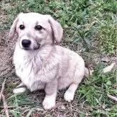 ミックス(コーギー×バセコギ)【神奈川県・女の子・2024年11月25日・フォーン&ホワイト】の写真7